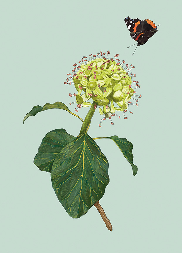 Postcard - m-illu - Ivy blossom