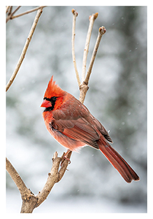 Postkarte - La Card - Cardinal