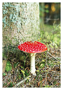 Postkarte - La Card - Toadstool
