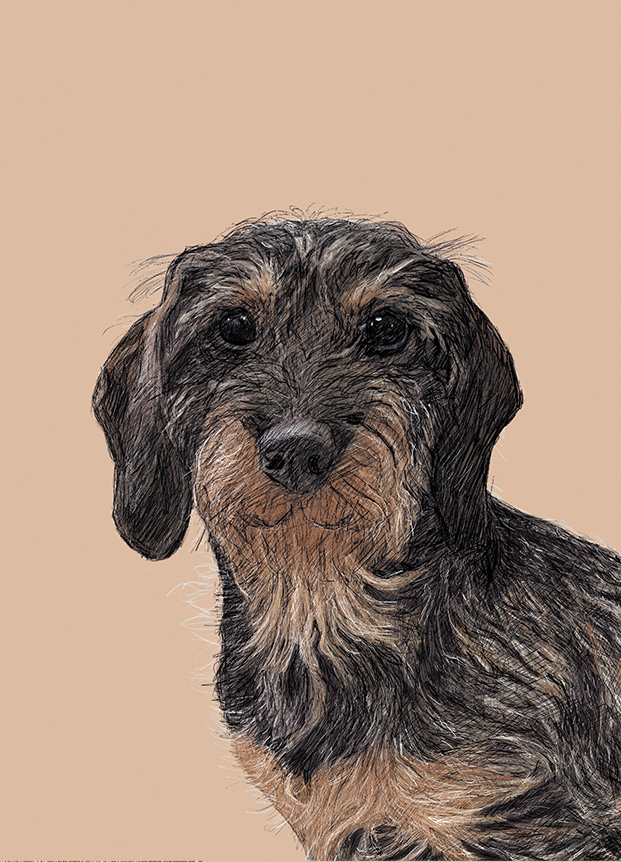 Postcard - m-illu - Dachshund Franzi Postcard - m-illu - Dachshund Franzi