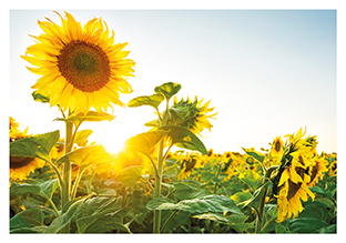 Postkarte - La Card - Sunflower