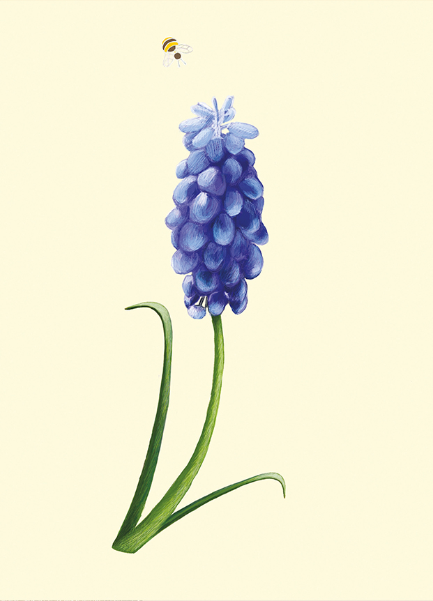 Postcard - m-illu - Grape hyacinth