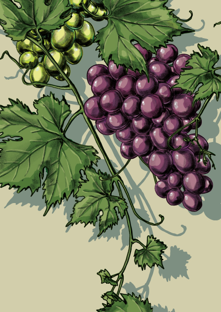 Postkarte - illi - TRUTO