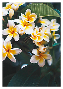 Postkarte - La Card - Frangipani Postkarte - La Card - Frangipani