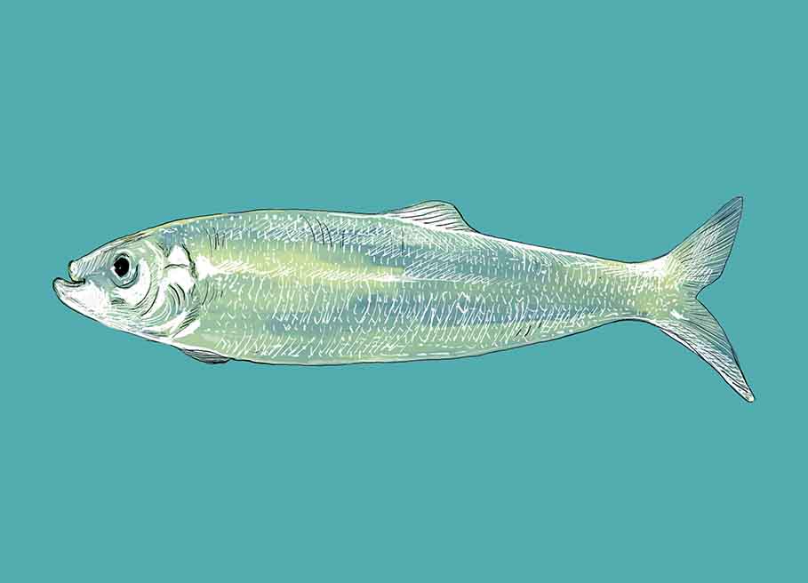 Postkarte - m-illu - Hering Fisch Postkarte - m-illu - Hering Fisch