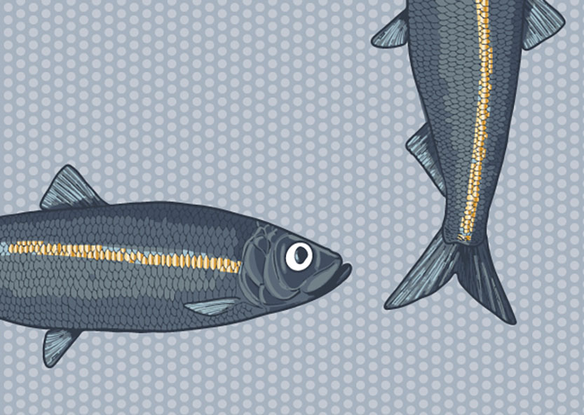 Postcard - Toni Starck - two fish