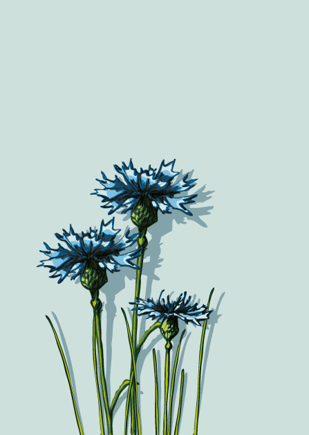 Postcard - illi - KATALIN