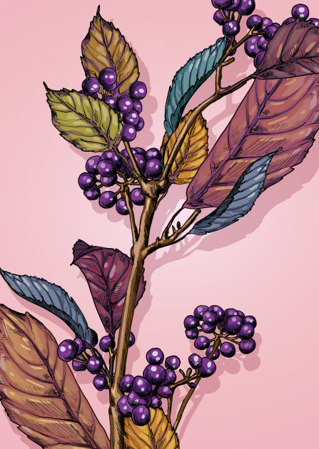 Postcard - illi - PADIL Postcard - illi - PADIL